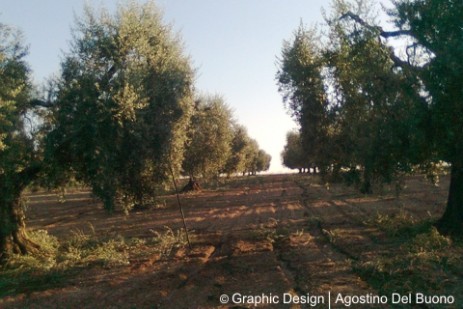 Azienda Agricola olivicola Del Buono Nicolina