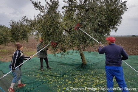 Raccolta delle olive conduzione familiare